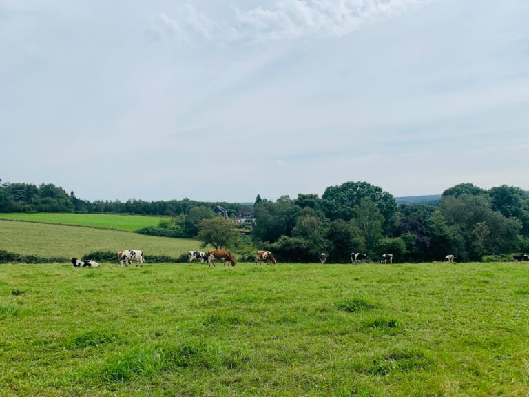 Agroturystyka Mazury – najlepsze gospodarstwa z własnymi produktami ekologicznymi