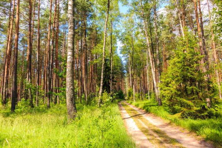 Puszcza Piska - historia, legendy i ciekawostki